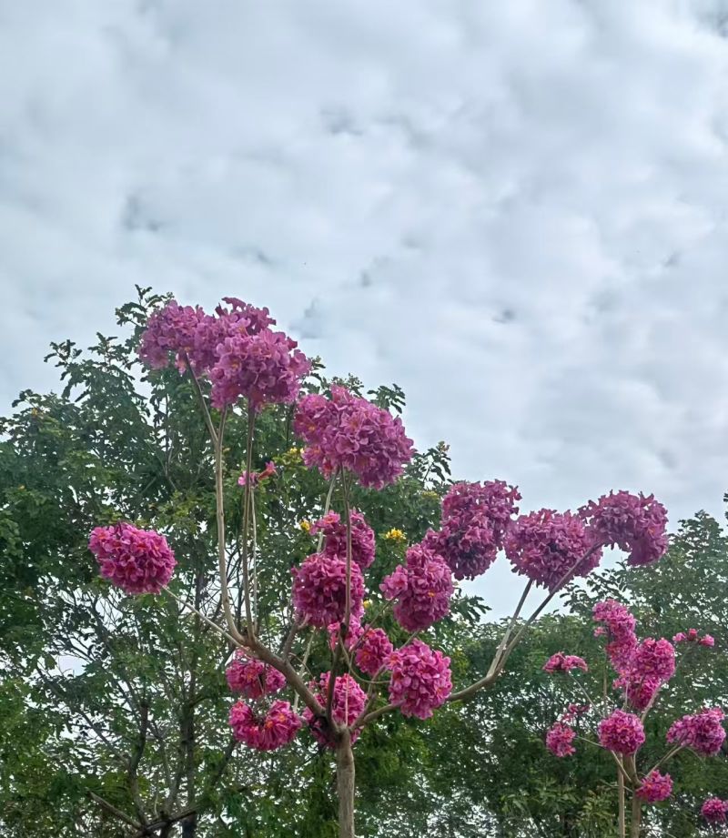 紫花风铃木3-8公分大量出售基地直销自家货源