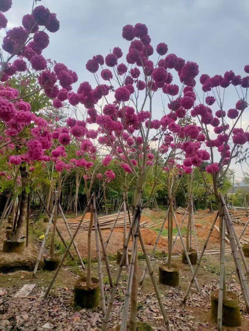 紫花风铃木3-8公分大量出售基地直销自家货源