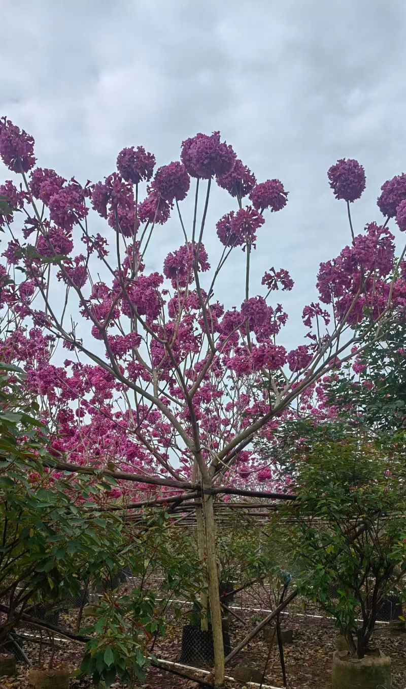紫花风铃木3-8公分大量出售基地直销自家货源