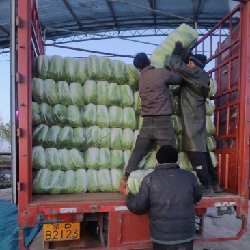 汝州新鲜白菜产地直供批发/零售/电商，大量供应