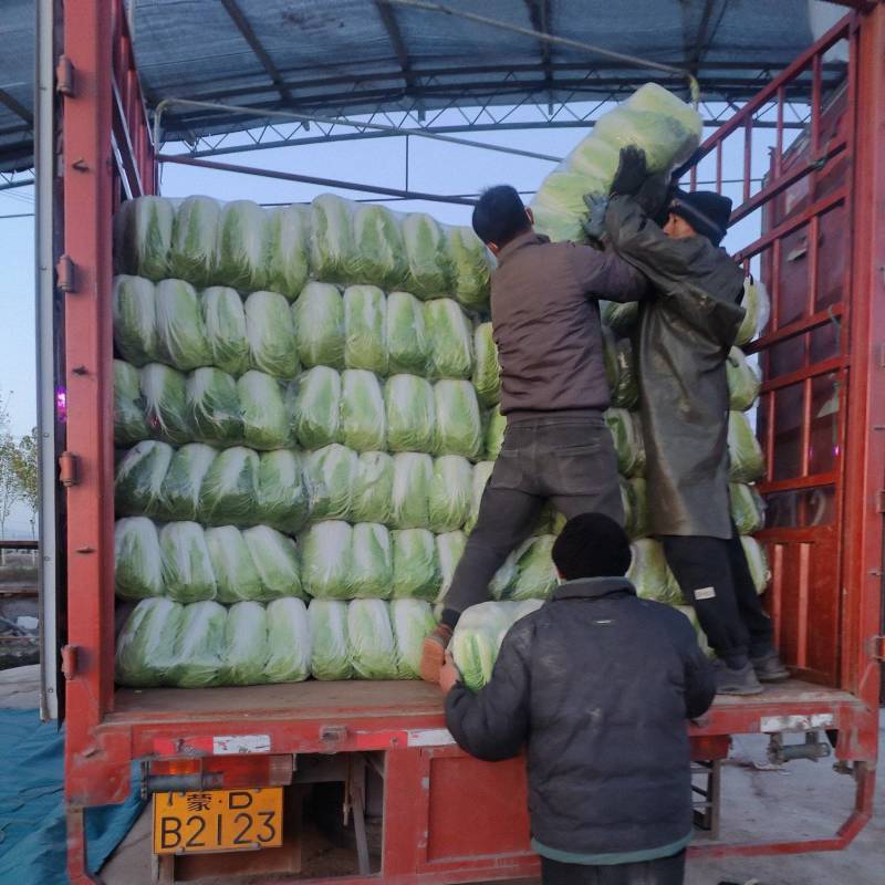 汝州新鲜白菜产地直供批发/零售/电商，大量供应