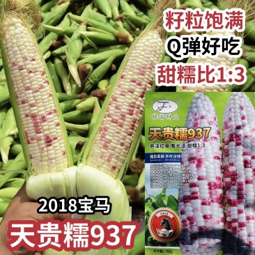 晓富彩甜糯2018宝马玉米种籽天贵糯937玉米种子大棒