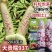 晓富彩甜糯2018宝马玉米种籽天贵糯937玉米种子大棒