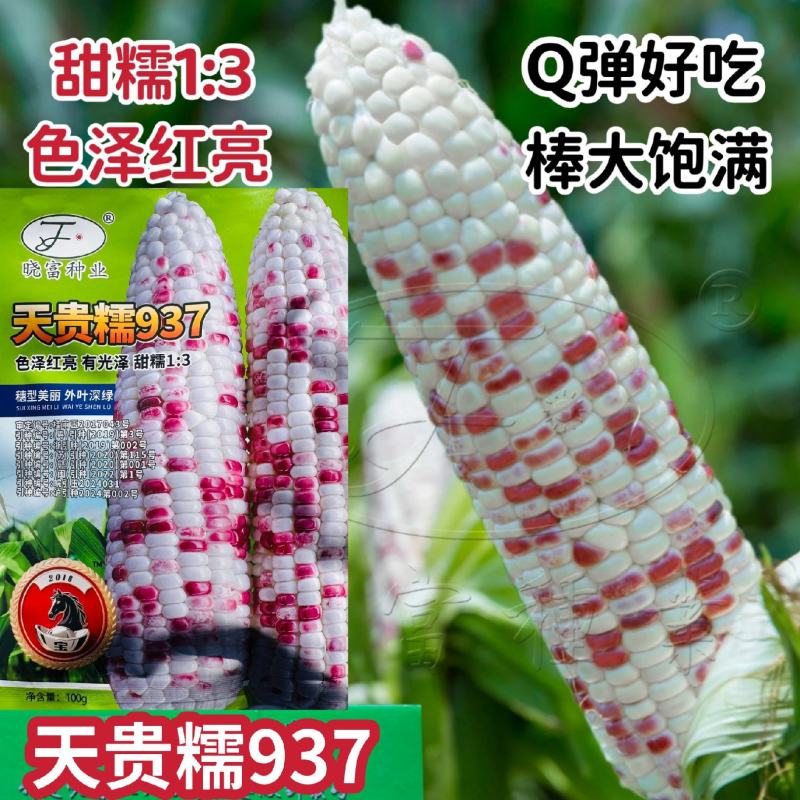 天贵糯937玉米种子2018宝马彩甜糯玉米种子甜糯好吃