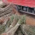 毛桃苗基地直发包成活免费提供技术指导可视频看货基地考察