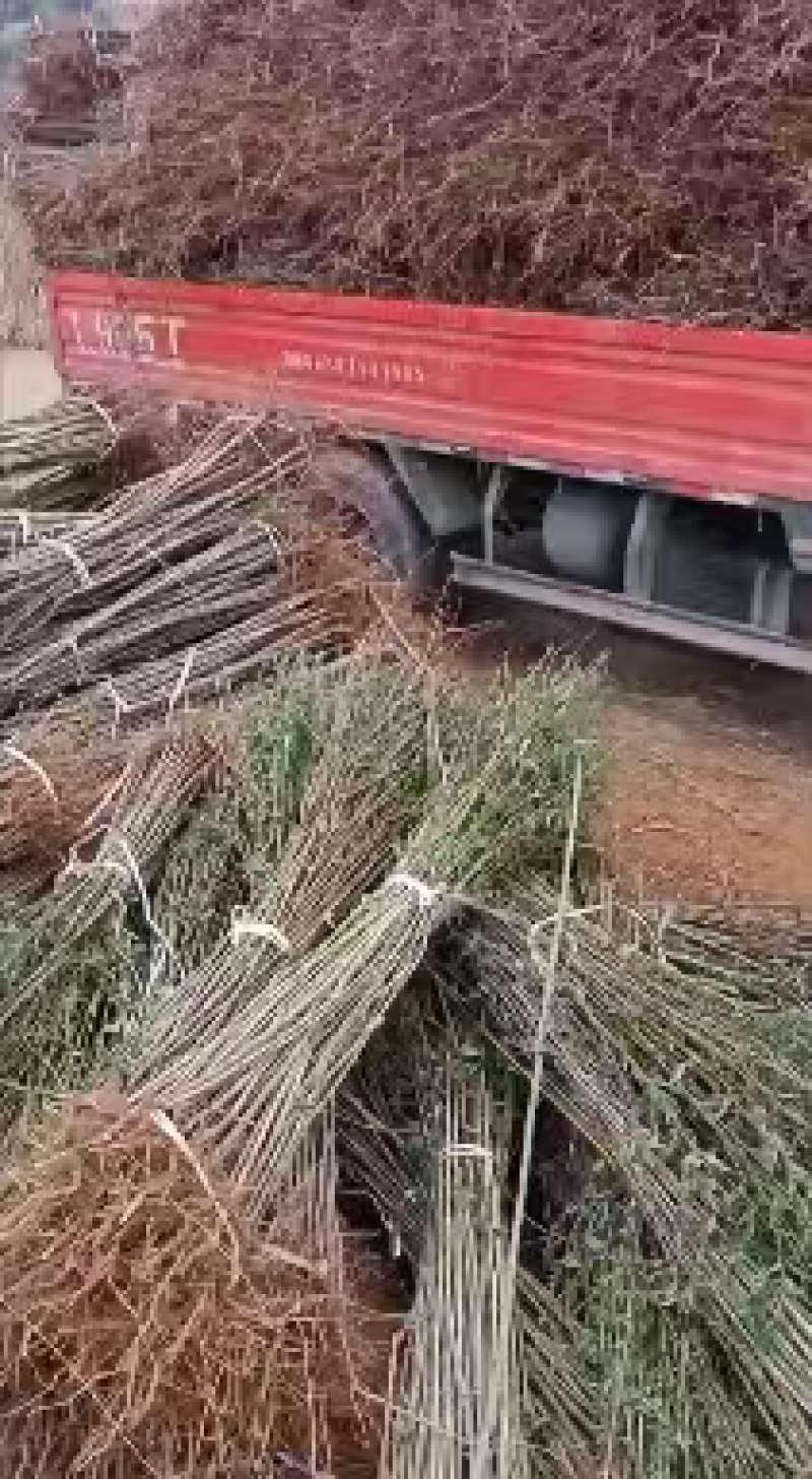 毛桃苗基地直发包成活免费提供技术指导可视频看货基地考察