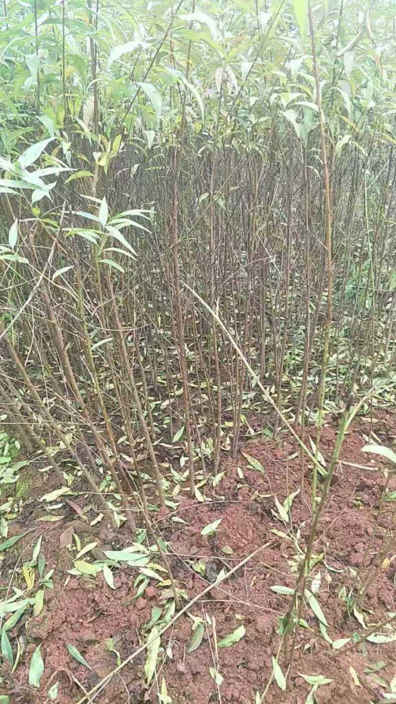 毛桃苗基地直发包成活免费提供技术指导可视频看货基地考察