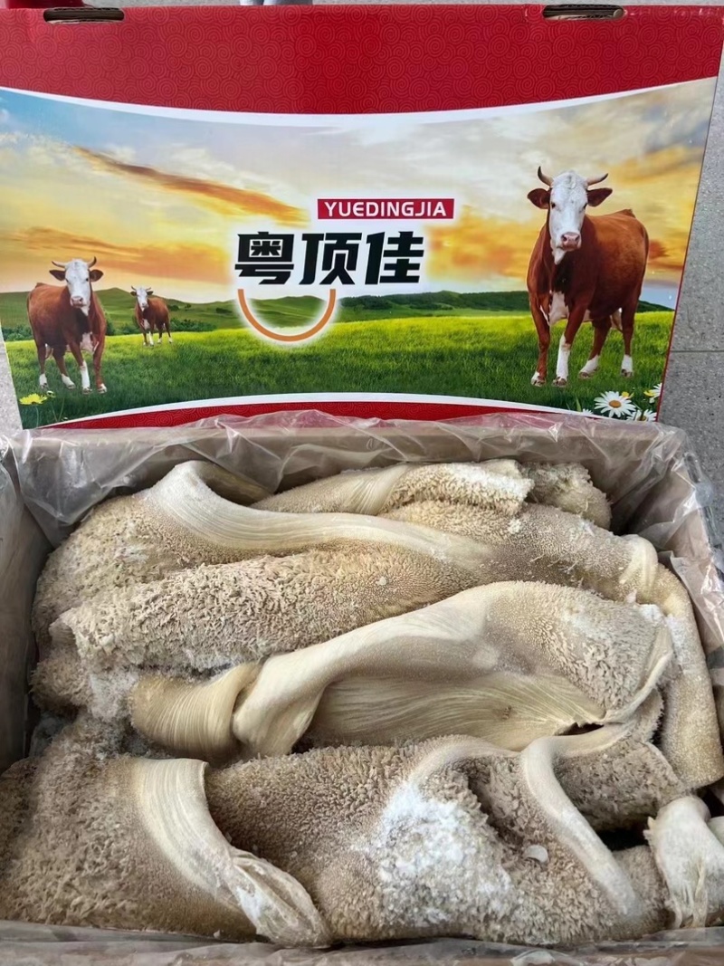 国产牛肚精修无油8成熟高质量解冻9成左右