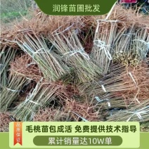 四川毛桃苗产地直发包成活免费提供技术指导欢迎实地考察