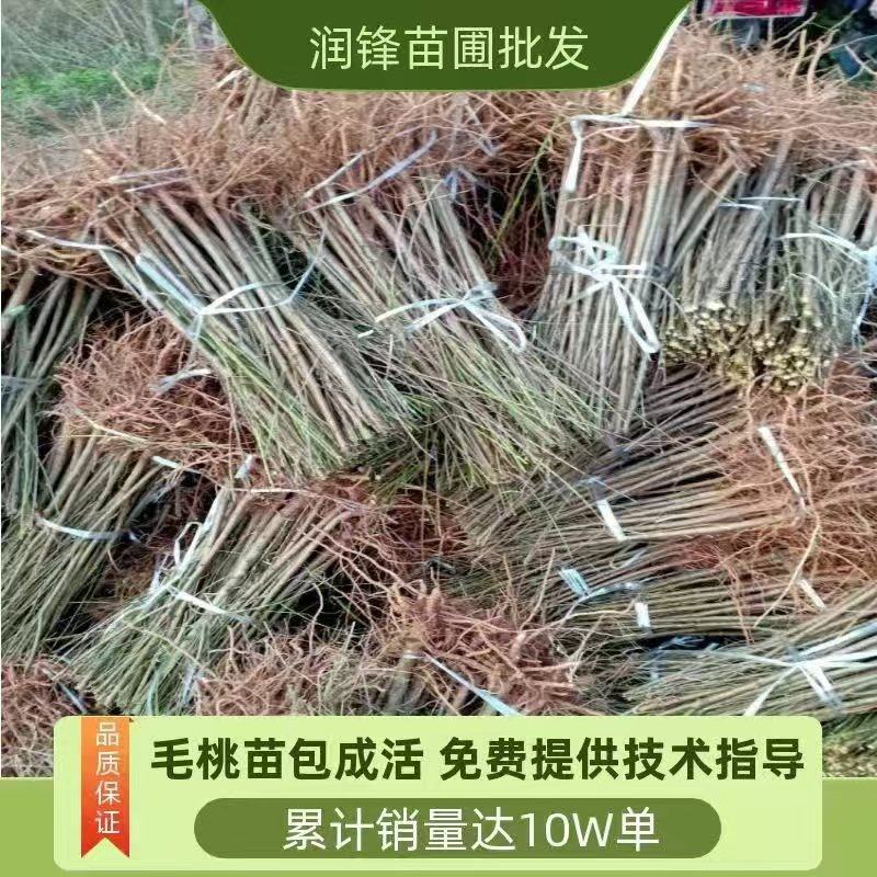 四川毛桃苗产地直发包成活免费提供技术指导欢迎实地考察