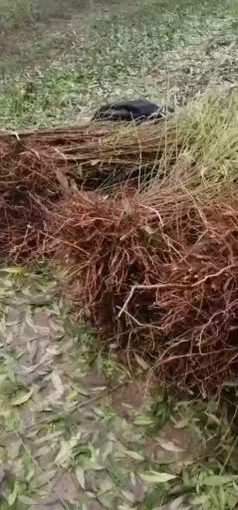 四川毛桃苗产地直发包成活免费提供技术指导欢迎实地考察
