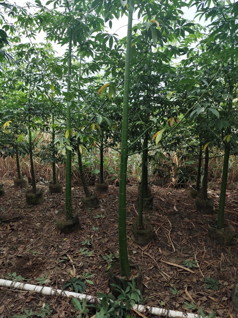 美丽异木棉2-10公分。自家货源量大价优