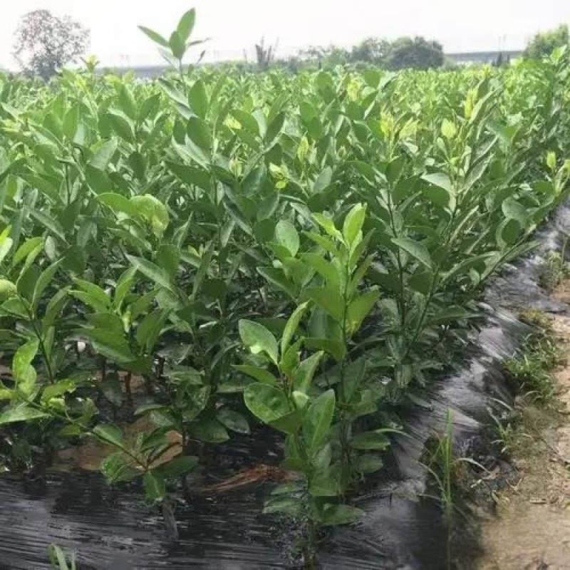 春见柑橘苗耙耙柑苗基地直发包成活包挂果免费提供技术指导