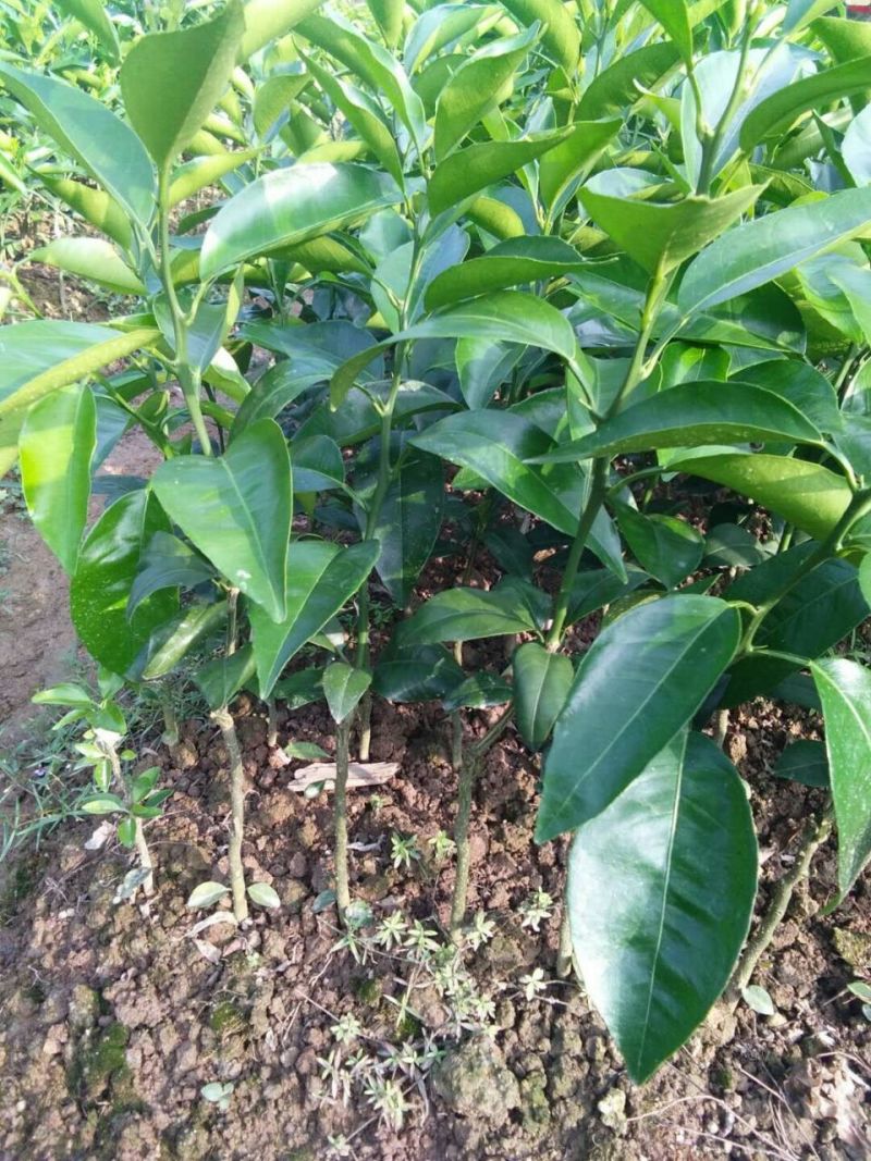 春见柑橘苗耙耙柑苗基地直发包成活包挂果免费提供技术指导