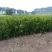 春见柑橘苗耙耙柑苗基地直发包成活包挂果免费提供技术指导