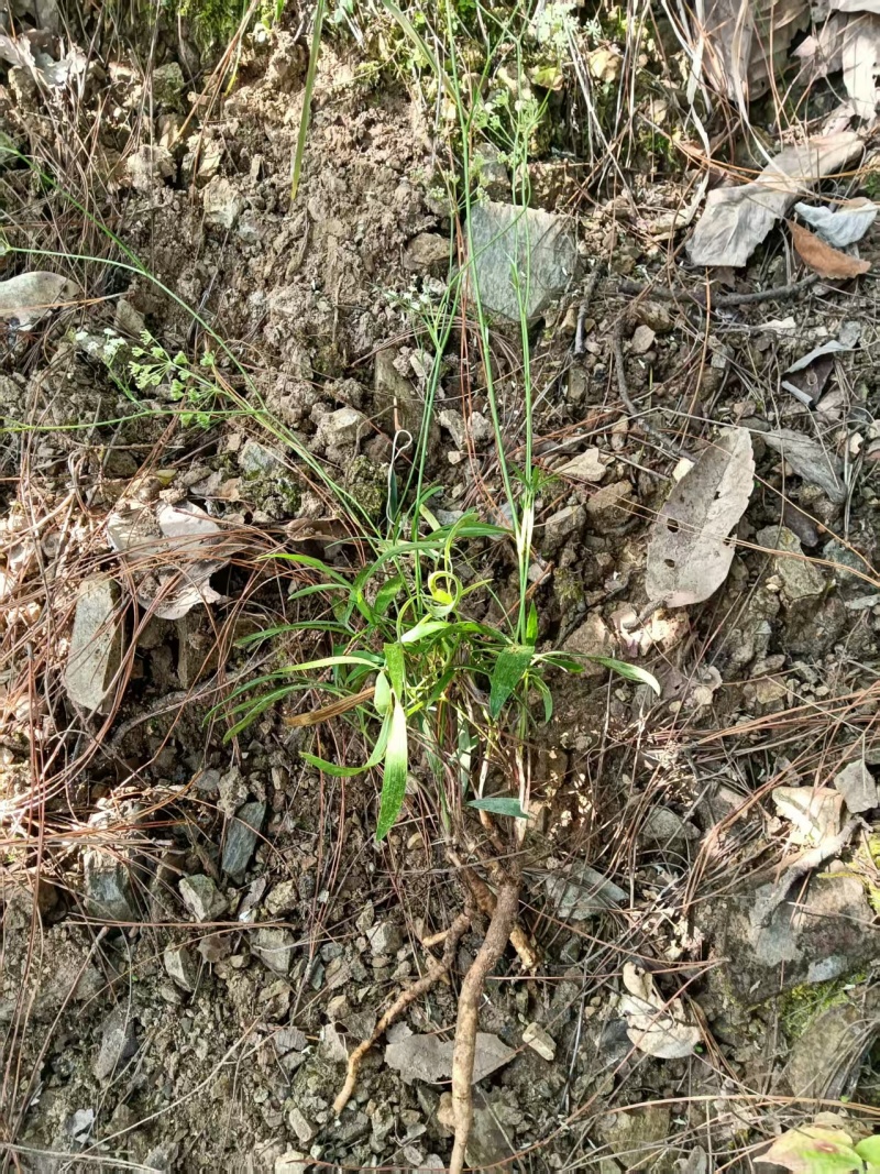 纯野生新鲜防风