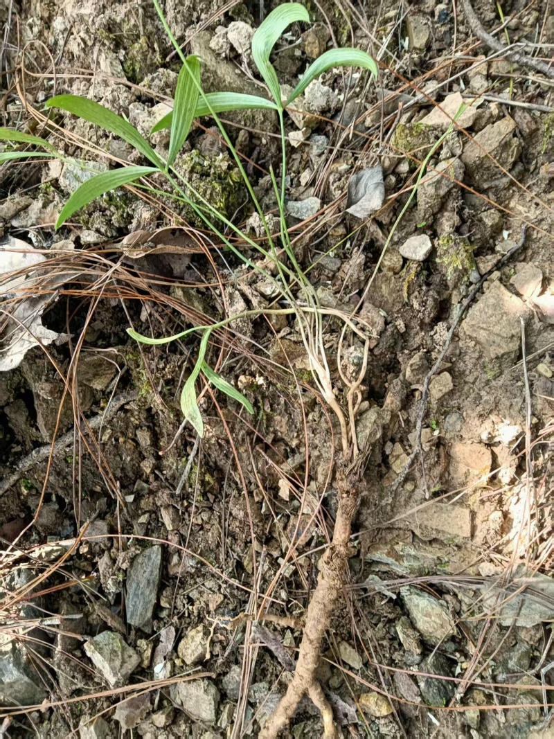 纯野生新鲜防风
