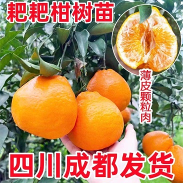 四川春见柑橘苗基地直发包成活包挂果免费提供技术指导可实地