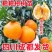 四川春见柑橘苗基地直发包成活包挂果免费提供技术指导可实地