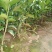 四川春见柑橘苗基地直发包成活包挂果免费提供技术指导可实地