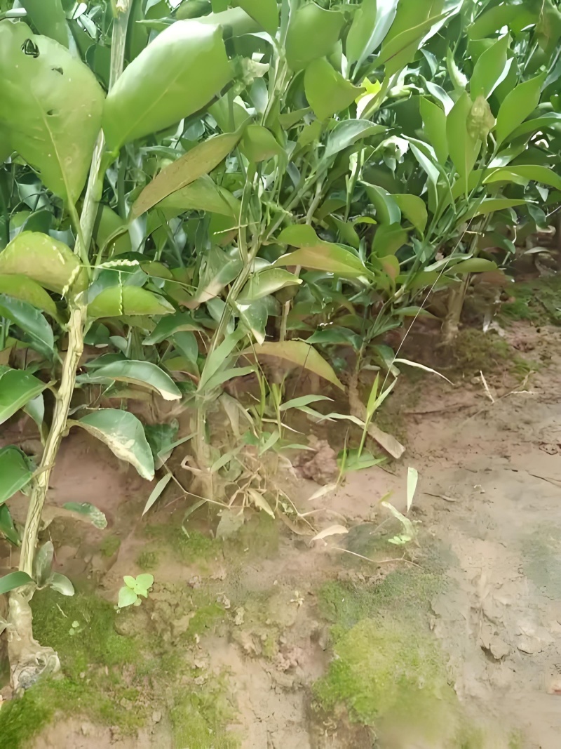 四川春见柑橘苗基地直发包成活包挂果免费提供技术指导可实地