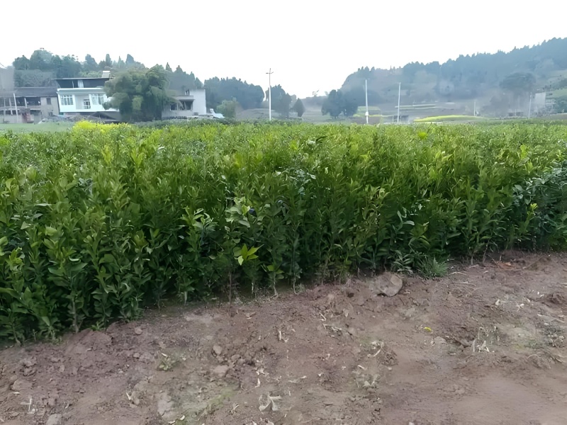 四川春见柑橘苗基地直发包成活包挂果免费提供技术指导可实地