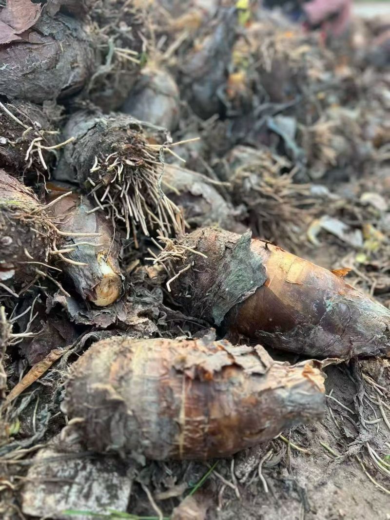 正宗荔浦芋地标性农产品粉糯香甜农家现挖