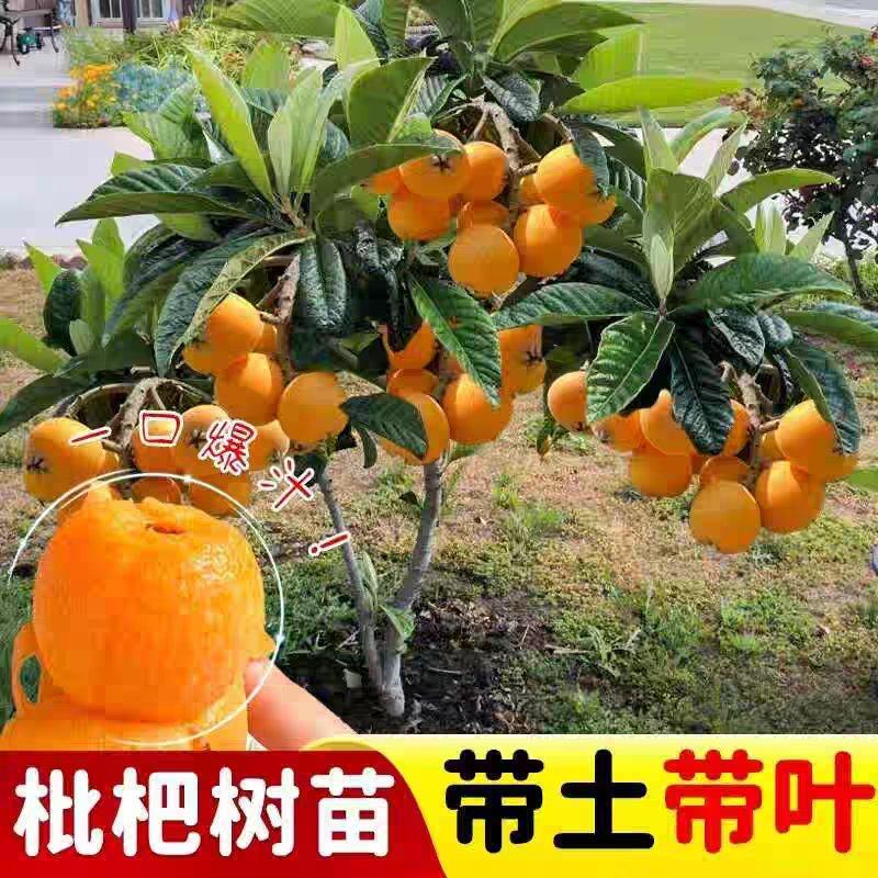 大五星枇杷苗基地直发规格齐全免费提供技术指导包成活包挂果