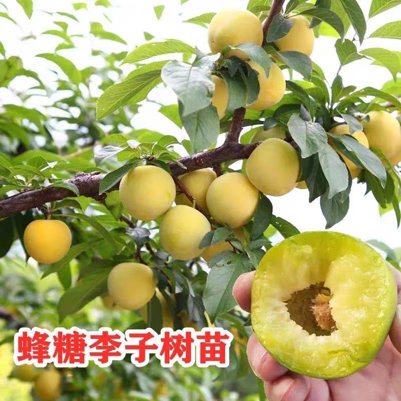 蜂糖李苗基地直发包成活包挂果可视频看货假一赔十欢迎来电