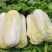 《热卖》娃娃菜，对接电商社团市场商超外贸出口等农户一手货