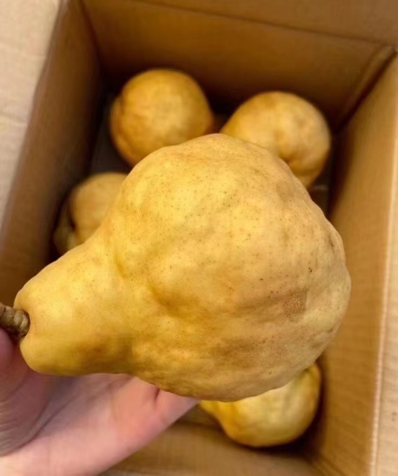 丑梨像伏梨一样，放软才好吃冰淇淋口感