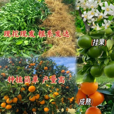 沃柑苗基地直发包成活包挂果免费提供技术指导欢迎实地考察