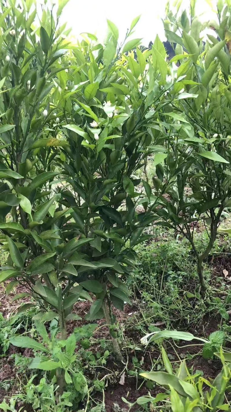 沃柑苗基地直发包成活包挂果免费提供技术指导欢迎实地考察