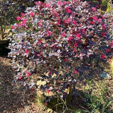 红继木/红花继木球/29元/棵。高度70/80左右