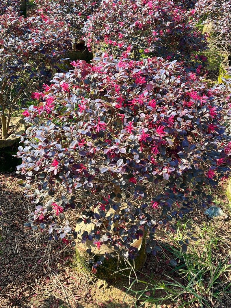 红继木/红花继木球/29元/棵。高度70/80左右