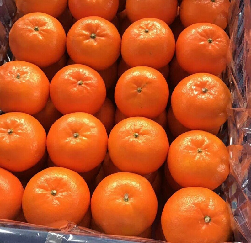 沃柑沃柑产地直发品质保障对接电商市场社区团购