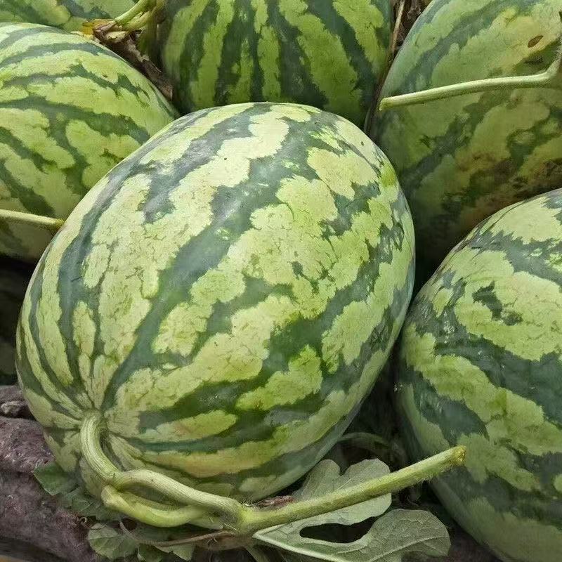 大红金城五号西瓜种子高产特大巨型西瓜红瓤甜度高抗裂皮薄耐