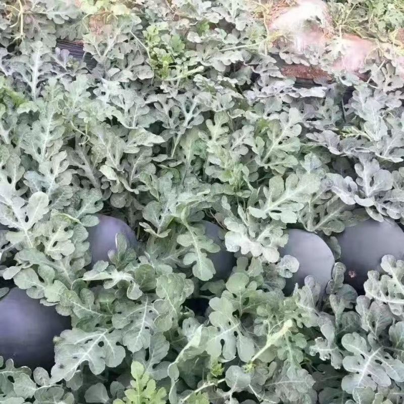 西疆909特大黑皮红瓤无籽中早晚熟西瓜种子耐病抗逆性强