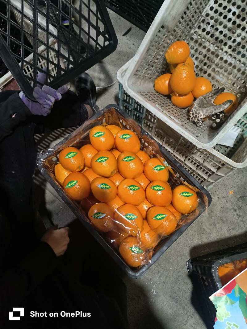 优质纽荷尔脐橙