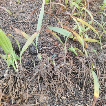 白及苗紫花三叉大白芨苗提供技术成品包回收