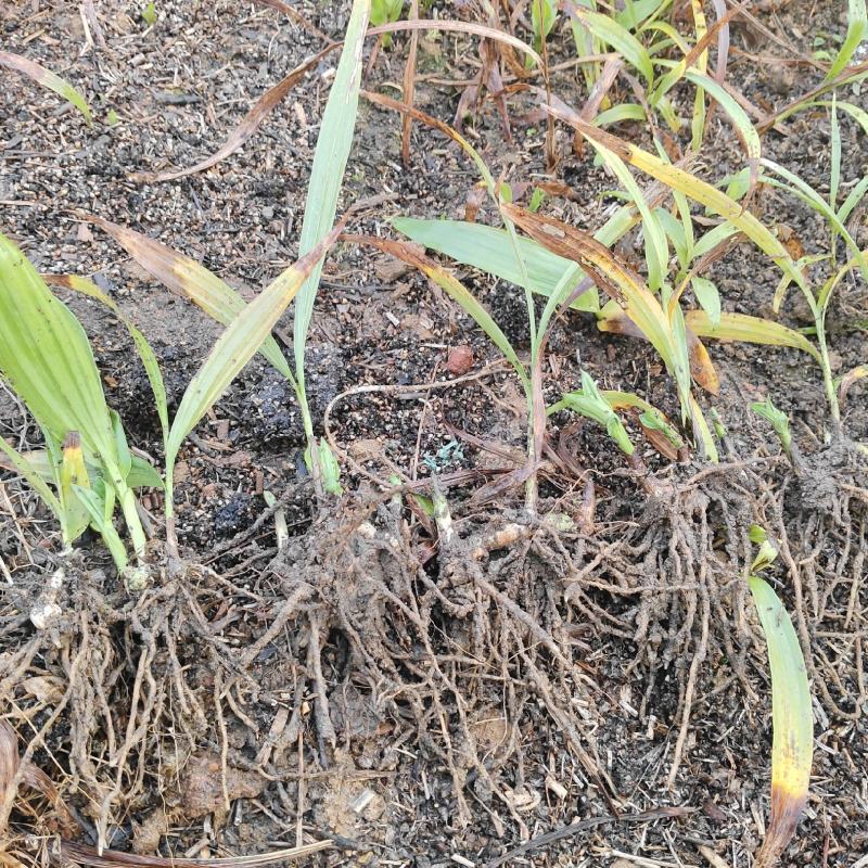 白及苗紫花三叉大白芨苗提供技术成品包回收