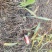 白及苗紫花三叉大白芨苗提供技术成品包回收