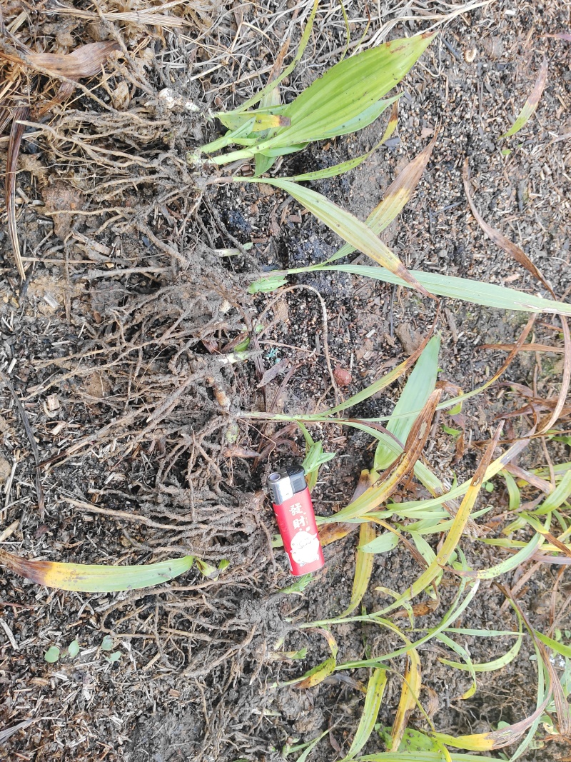 白及苗紫花三叉大白芨苗提供技术成品包回收