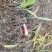 白及苗紫花三叉大白芨苗提供技术成品包回收