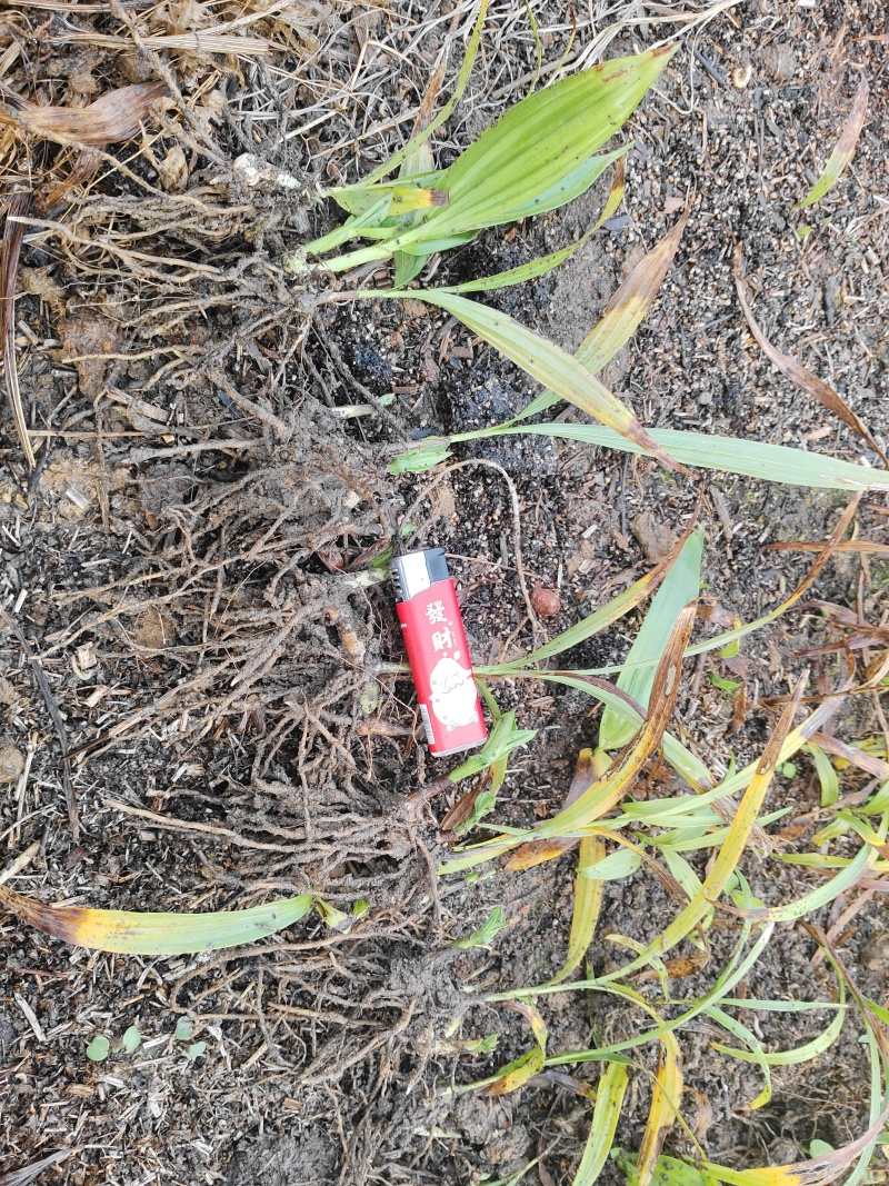 白及苗紫花三叉大白芨苗提供技术成品包回收