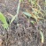 白及苗紫花三叉大白芨苗提供技术成品包回收