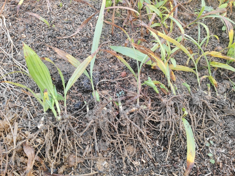 白及苗紫花三叉大白芨苗提供技术成品包回收