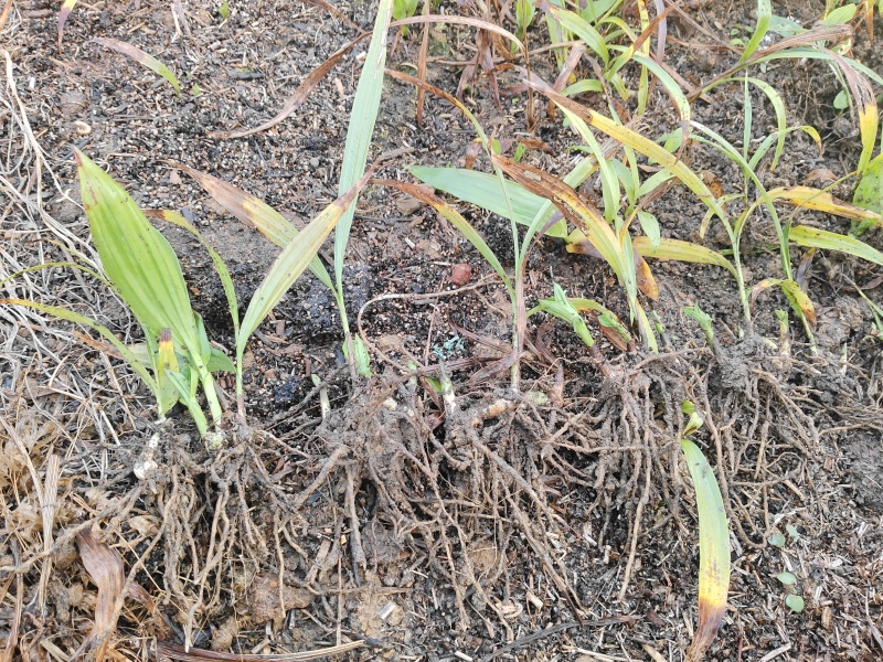 白及苗紫花三叉大白芨苗提供技术成品包回收