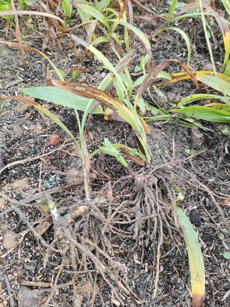 白及苗紫花三叉大白芨苗提供技术成品包回收