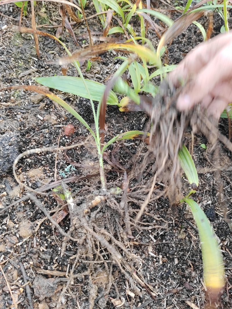 白及苗紫花三叉大白芨苗提供技术成品包回收